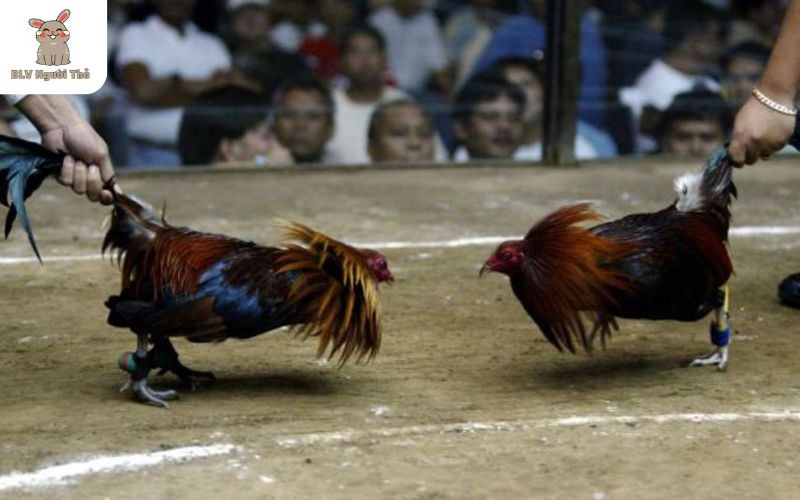 Giới Thiệu Đá Gà Trực Tiếp Và 7 Ưu Điểm Được Nhiều Người Yêu Thích 4 Phân tích dữ liệu chuyên sâu giúp người chơi có mọi thông tin cần thiết